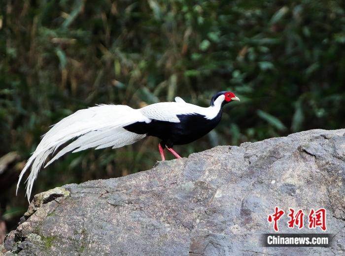 ‘Paradise of birds’ in SE China’s Fujian