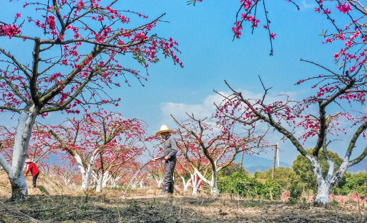 Eco-friendly peach orchards in E China’s Jiangsu province become money-spinner