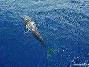 Sperm whales spotted in South China Sea