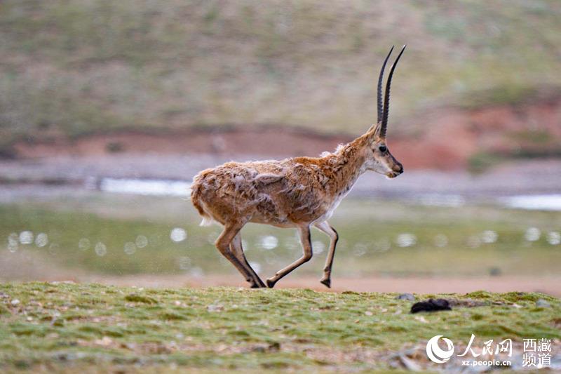 Qiangtang Plateau in SW China’s Tibet a paradise for wild animals