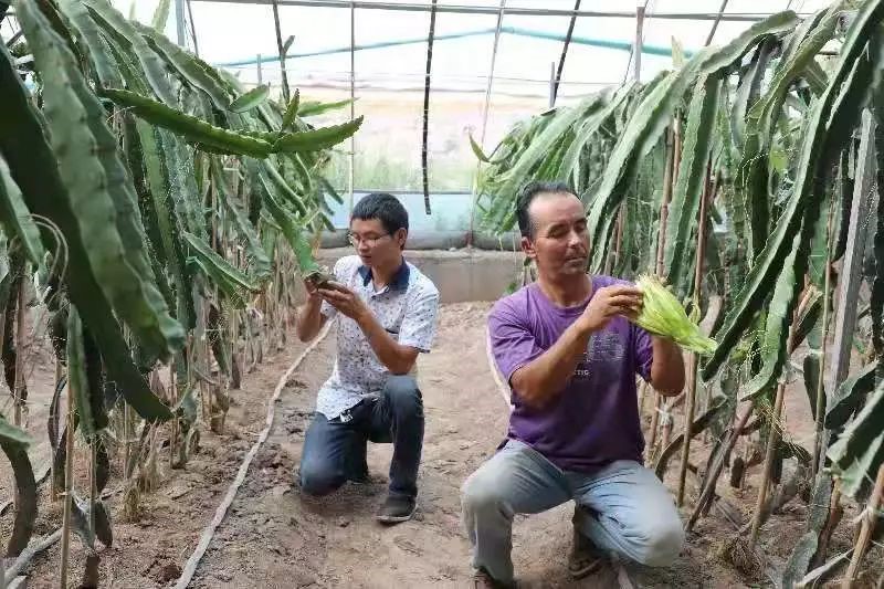 Employees of an agricultural cooperative in Keping county, Xinjiang Uygur autonomous county remove the ears of pitayas in a greenhouse, July 17, 2019. (Photo courtesy of the convergence media center of Keping county)