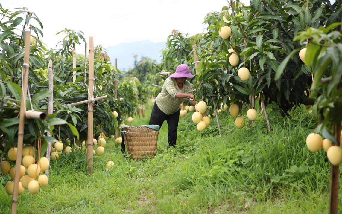 Photo taken on Aug. 17, 2018 shows a villager picking mangoes in Huaping county, Yunnan province. (Photo by Liang Zhiqiang/People’s Daily Online)