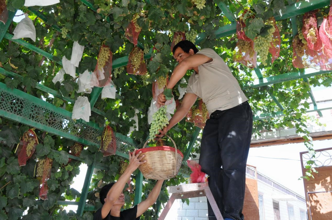 Fruit industry leads Xinjiang's Aksu to prosperity