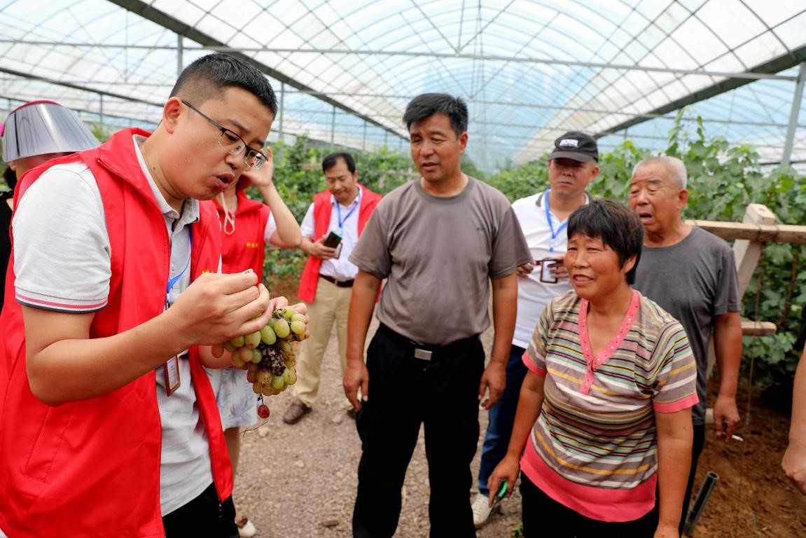 A sci-tech expert introduces grape management skills to villagers in Shanting District, Zaozhuang, east China's Shandong Province, July 29, 2020. (People's Daily Online/Wang Qimeng)