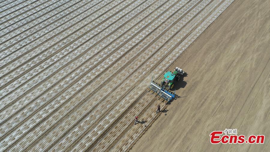 BeiDou directed seeders work in Xinjiang's cotton fields