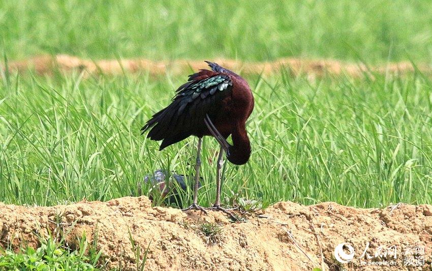 Rare ibises spotted in SW China’s Yunnan province