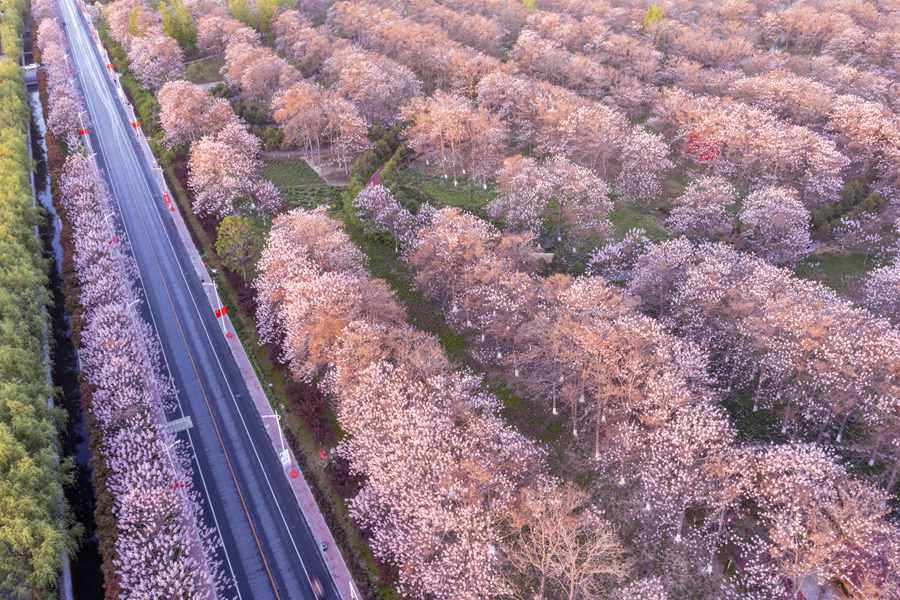 Lankao county in Central China's Henan embraces a sea of flowering Paulownia trees