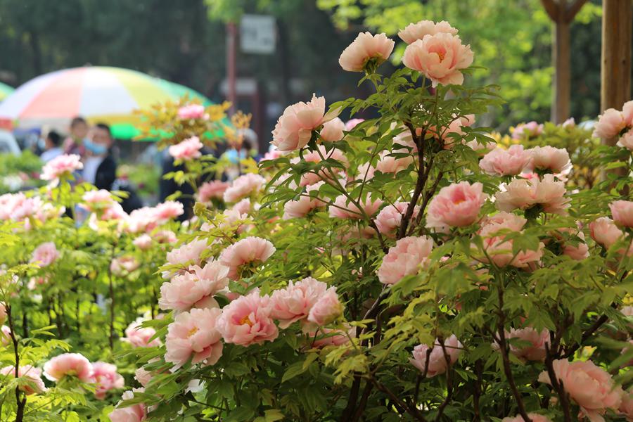 Peony cultural festival held in central China's Luoyang