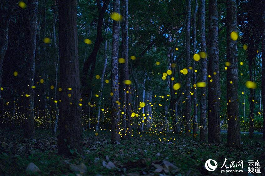 Fireflies light up the night in China's only tropical rainforest reserve