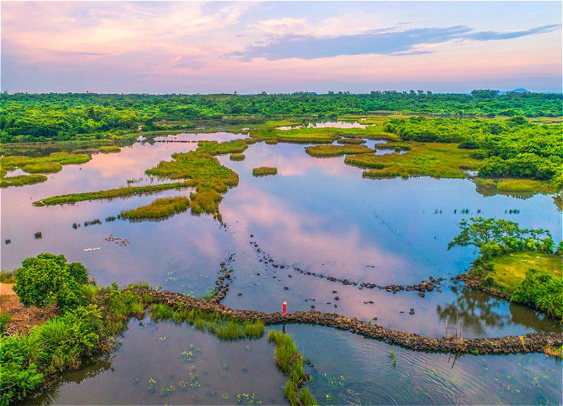 In pics: Wetland protects ecology of Haikou, south China’s Hainan