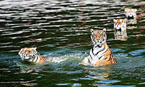 Siberian tigers at forest park in Heilongjiang