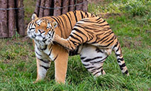 In pics: life of Siberian tigers in NE China's breeding center