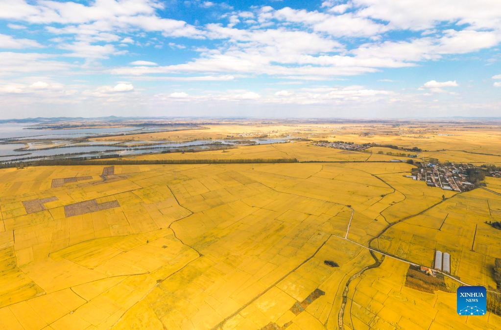 Aerial photo taken on Oct. 1, 2021 shows paddy fields in Wanchang Town of Yongji County in Jilin, northeast China's Jilin Province. (Xinhua/Xu Chang)