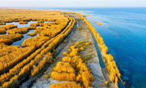 Golden reed flowers brighten Bosten Lake in NW China's Xinjiang