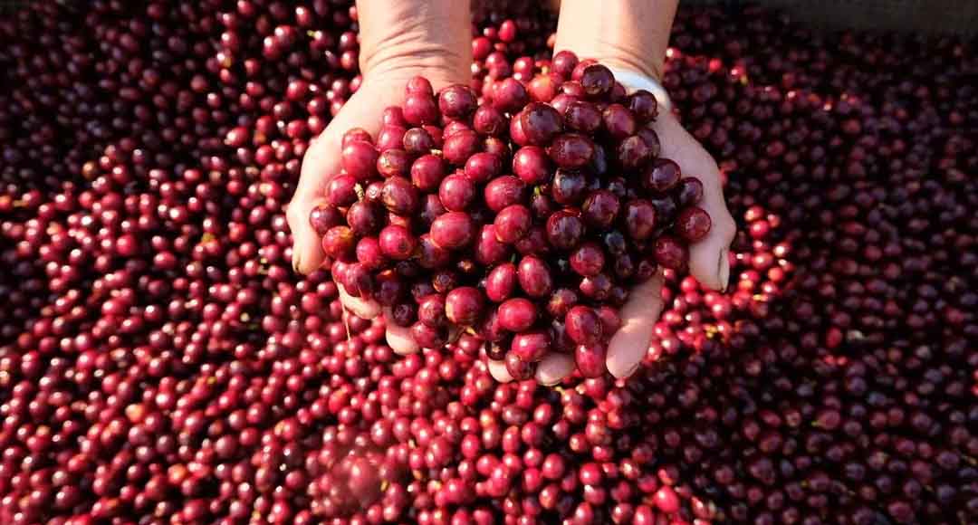 The Comprehensive Output Value of Coffee in Pu’er City Exceeds CNY 1,200,000,000 in the first half year