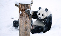 Giant panda Xiao Liwu plays in snow at Sichuan