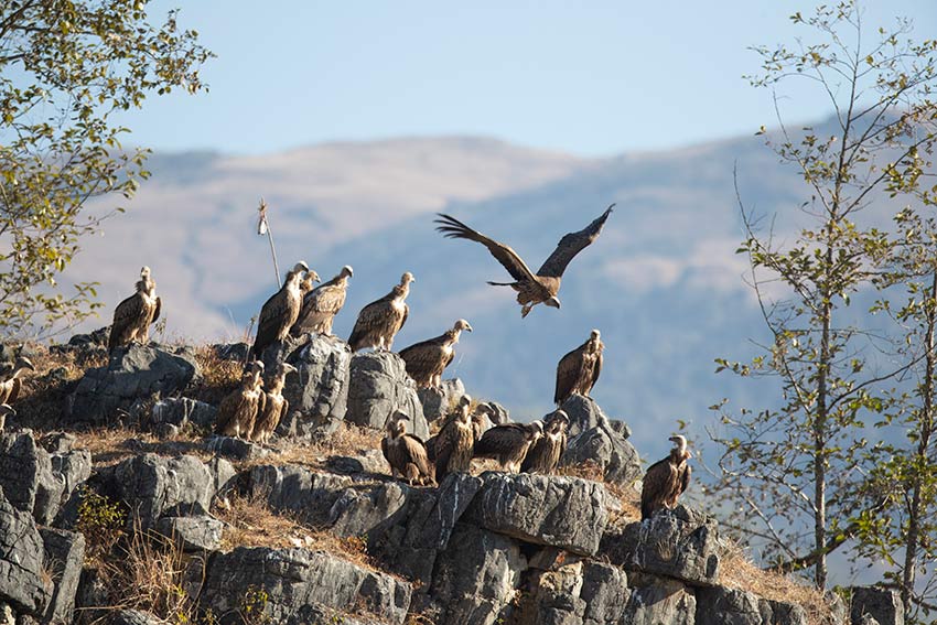 Photo shows a group of Himalayan vultures. (Photo/Mao Xin’an)