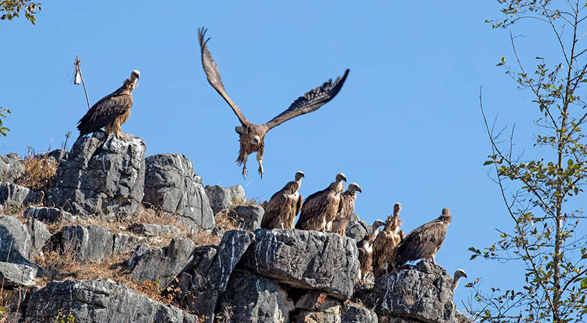 Over 100 endangered Himalayan vultures spotted in SW China
