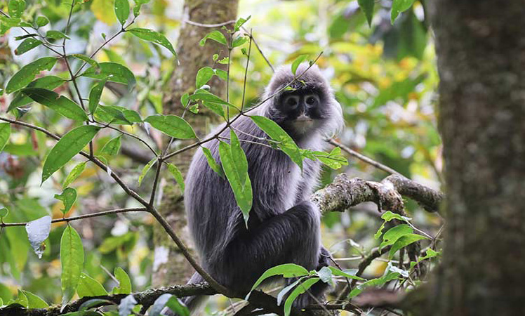 Rare langurs make presence known in nature reserve of SW China's Yunnan