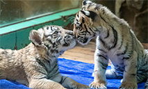 Newly-born Bengal tiger quintuplets to make debut in Guangzhou