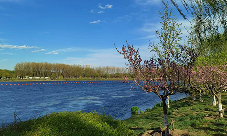 Spring scenery along section of Grand Canal in Beijing