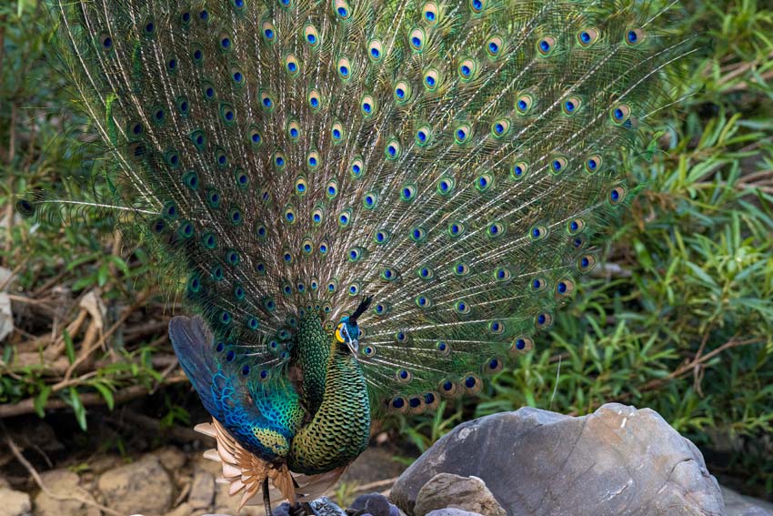 Yunnan’s nature reserve releases HD pictures of critically endangered green peafowl