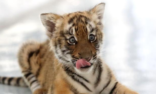South China tiger cub makes public debut at breeding base in E China