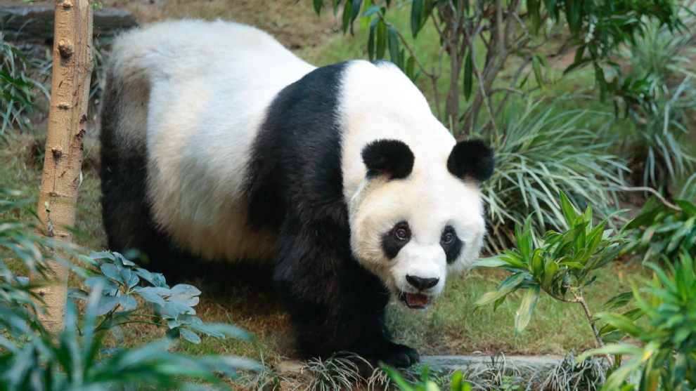 An An, world's longest-living male giant panda under human care, dies at 35 in Hong Kong