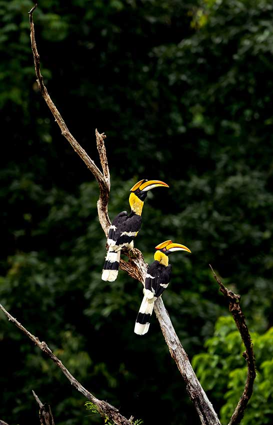 Two great hornbills rest on a branch. (Photo/Gao Feng) 