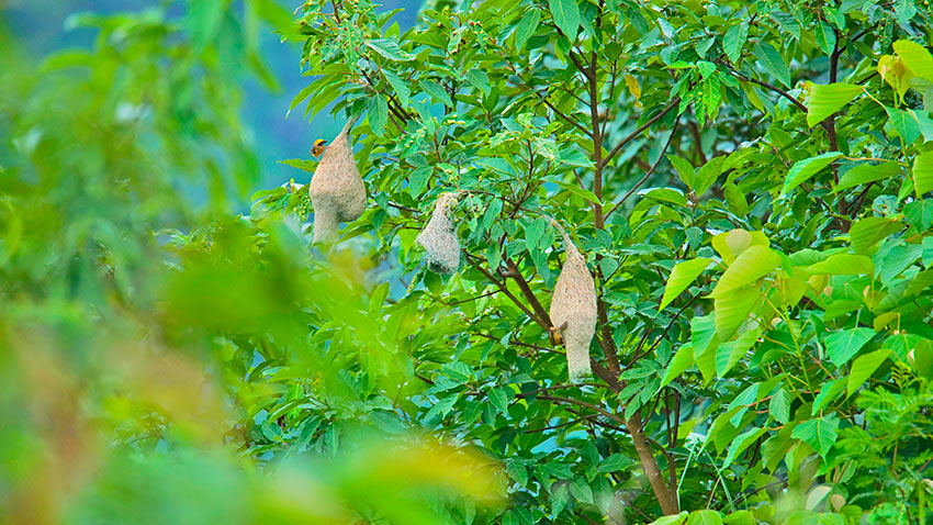 Photo shows nests of baya weavers on trees. (Photo courtesy of the convergence media center of Changning county)