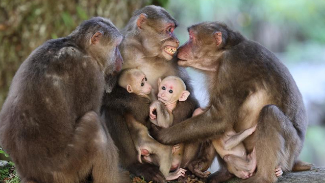 In pics: Tibetan macaques in Wuyishan National Park, S China's Fujian Province