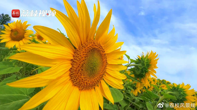 200 hectares of sunflowers bloom in Xinjiang