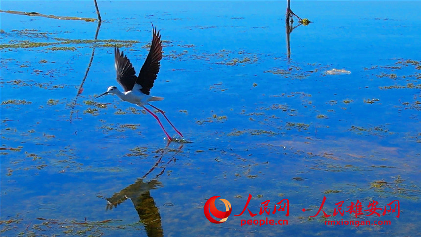 'Supermodel' black-winged stilt strolls in Baiyangdian Lake in Xiong'an New Area
