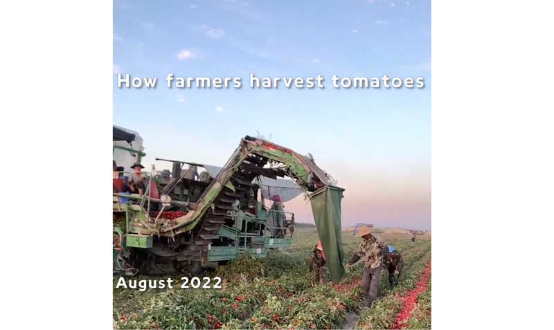 How farmers harvest tomatoes in Xinjiang