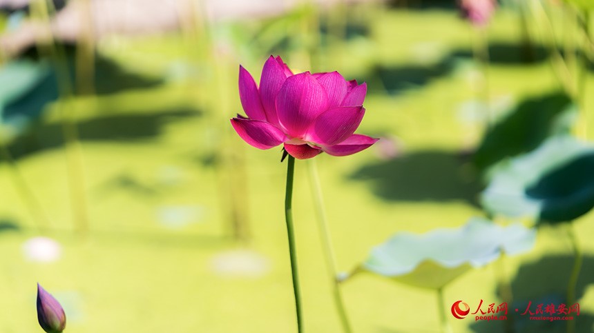 In pics: Baiyangdian Lake’s grand lotus garden in Xiong'an New Area springs to life with delicate blooms of colorful lotus flowers