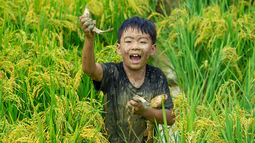 Villagers in SW China's Yunnan harvest fish in paddy fields