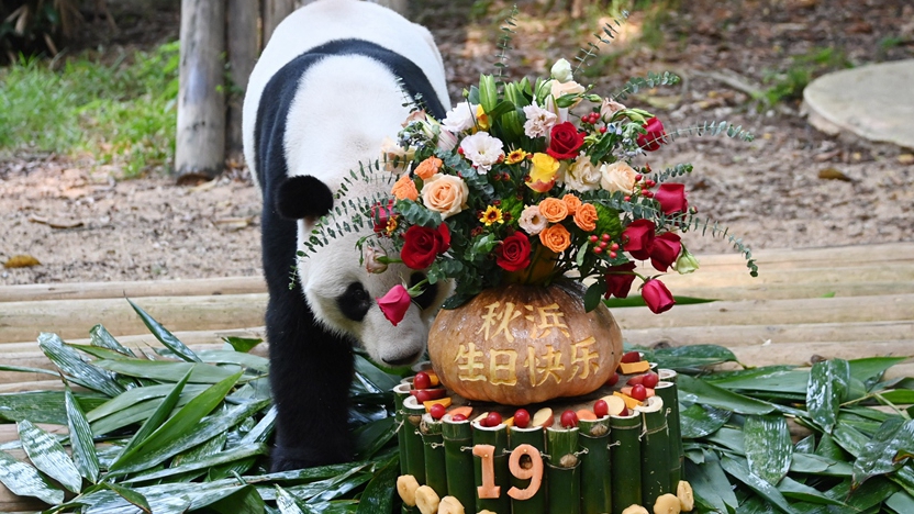 Park in S China's Shenzhen celebrates 19th birthday of giant panda during Mid-Autumn Festival