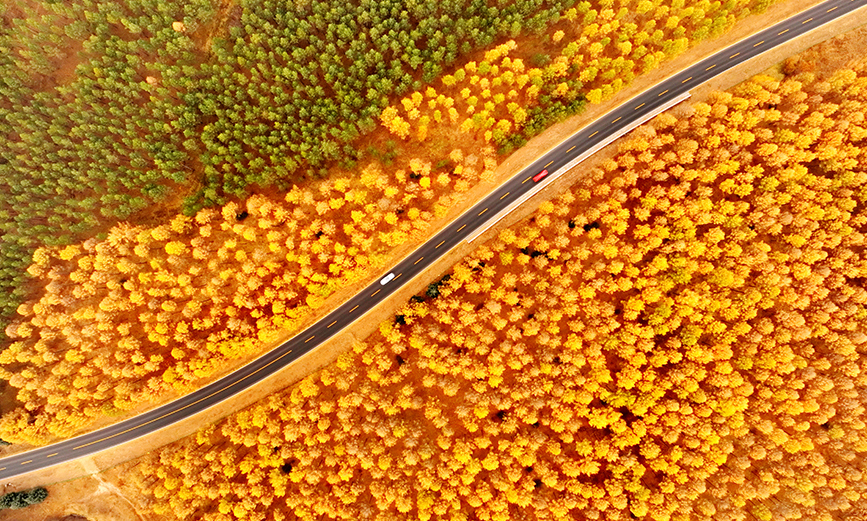 In pics: autumn scenery of Saihanba forest farm in China's Hebei