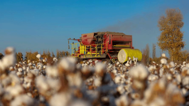 Cotton harvest comes to end in Xayar County, NW China's Xinjiang