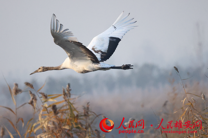 In pics: several rare bird species spotted in Xiong'an New Area