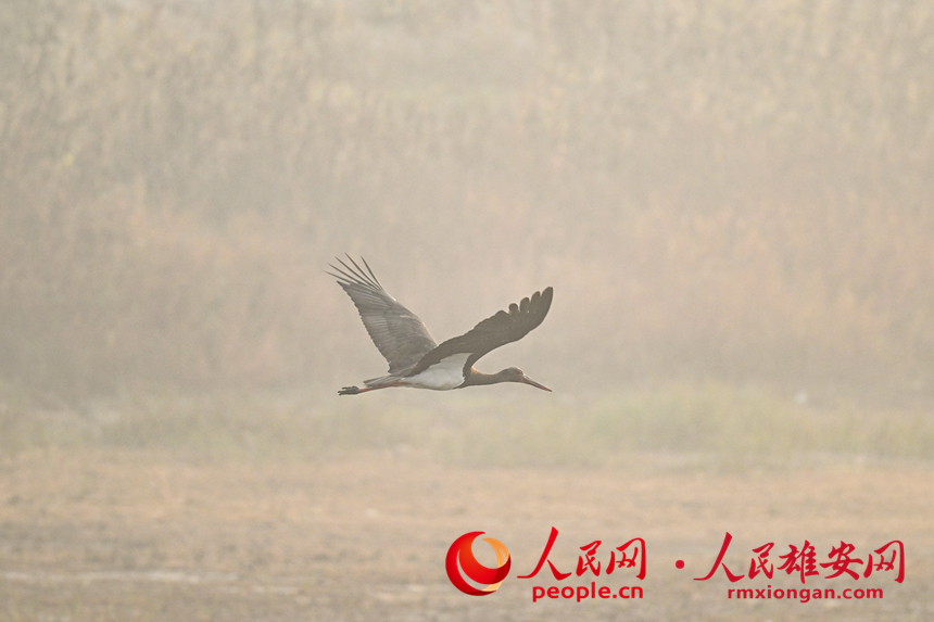 In pics: several rare bird species spotted in Xiong'an New Area