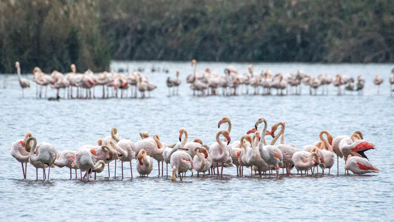 Greater flamingos seen in N Israel's Hula Valley