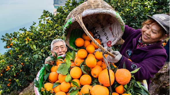 Hot-selling navel oranges bring wealth to county in C. China's Hubei Province