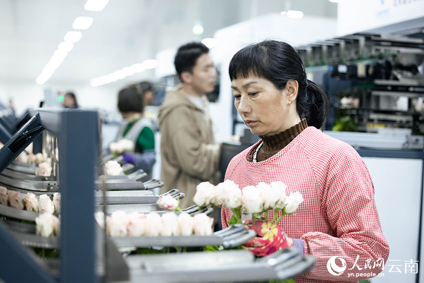 Digitalization spurs modernization of flower industry in SW China’s Yunnan