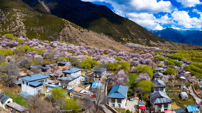 In pics: peach blossoms in Gala village of Nyingchi, SW China