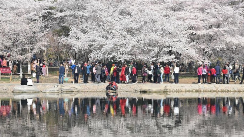 Tourists view cherry blossoms at Yuyuantan Park in Beijing