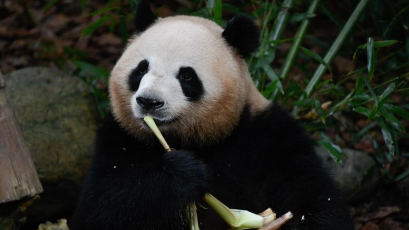 Giant panda Mei Lan celebrates 7th birthday in Chengdu, SW China
