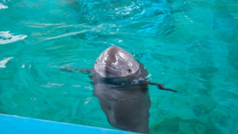 First artificially bred female Yangtze finless porpoise turns 1
