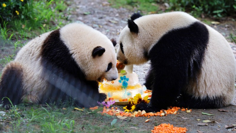 Celebrating giant pandas' birthdays