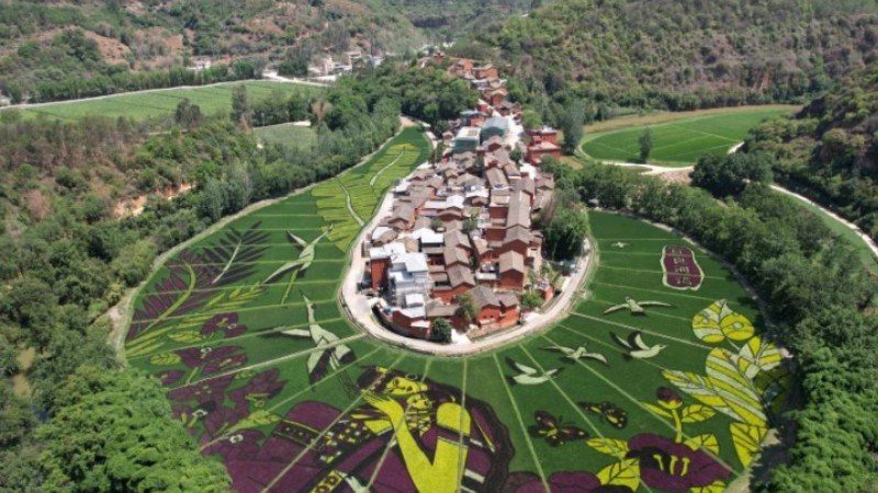 Giant artwork 'grows' on rice paddies in SW China's Yunnan